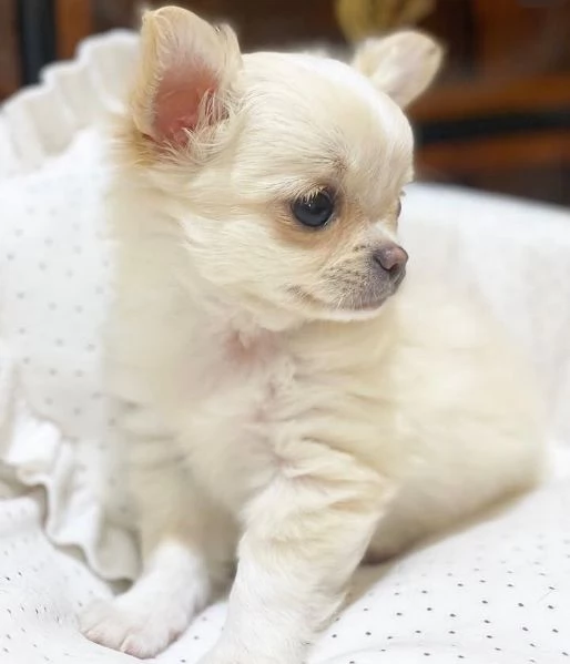  cuccioli maschio e femmina
