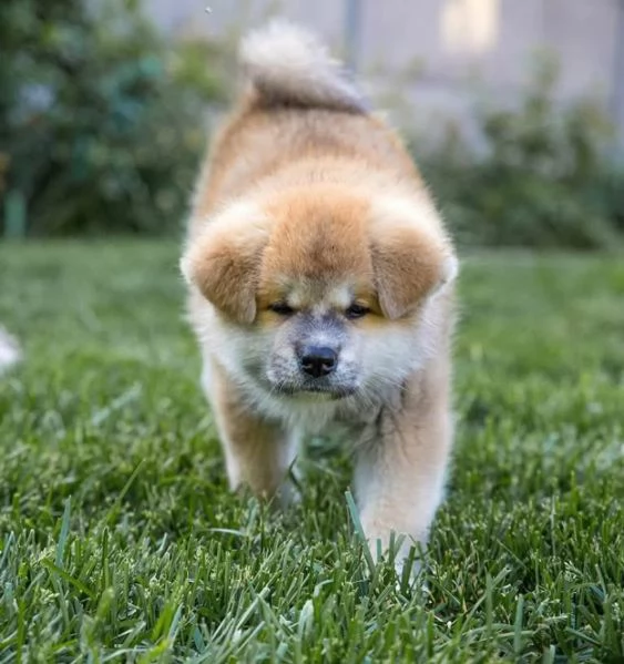 Akita Inu cuccioli maschio e femmina