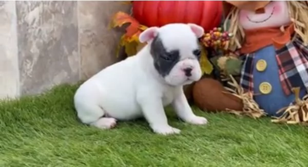 Boukedogue francese cuccioli maschio e femmina