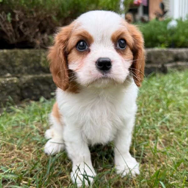 Cavalier King Charles cuccioli maschio e femmina