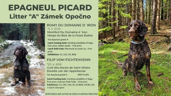 Epagneul Picard | Foto 3