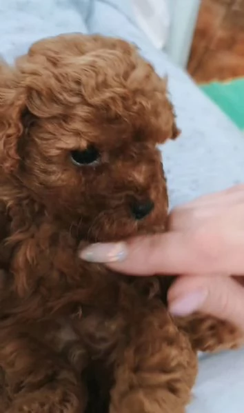 Disponibili cuccioli con pedigree | Foto 3