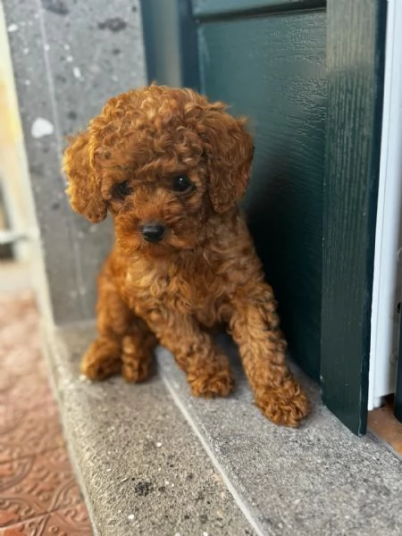 cuccioli di barboncino maschio e femmina | Foto 4