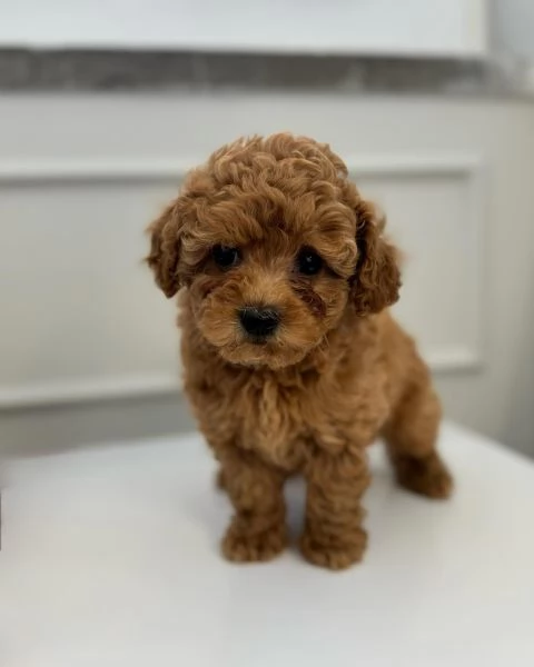 Cuccioli di barboncino