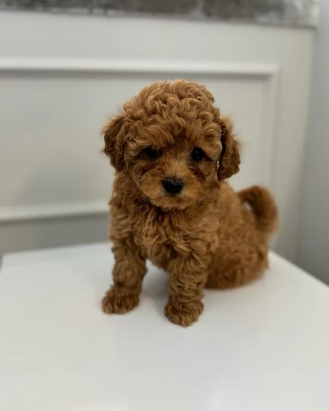 cuccioli di barboncino Toy | Foto 1