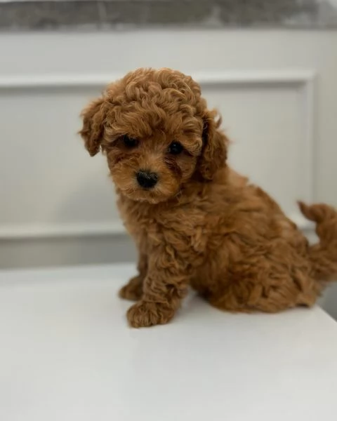 cuccioli di barboncino Toy | Foto 0