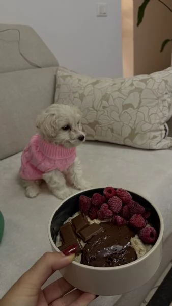 Dolcissima cucciola di Maltese  prezzo vantaggioso 
