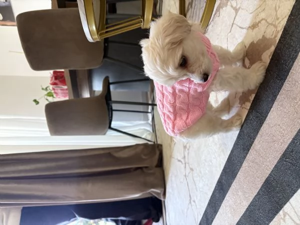 Dolcissima cucciola di Maltese  prezzo vantaggioso  | Foto 3