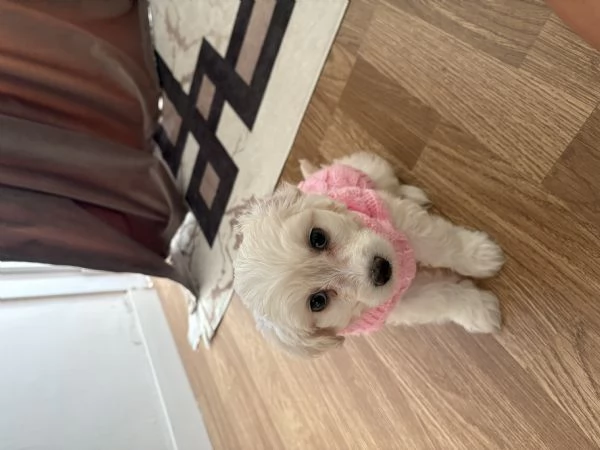 Dolcissima cucciola di Maltese  prezzo vantaggioso  | Foto 2