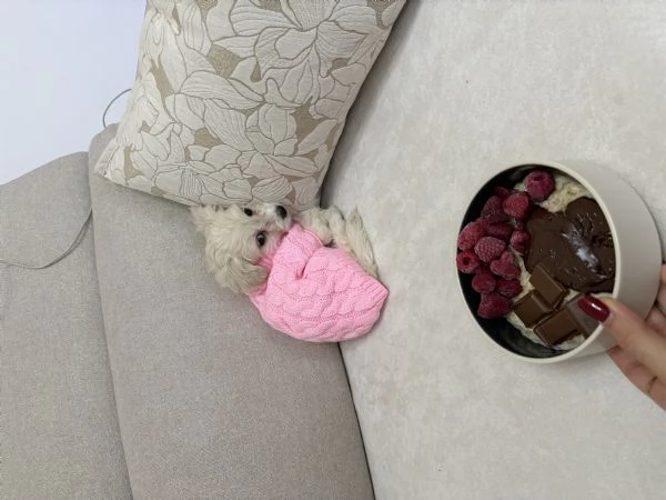 Dolcissima cucciola di Maltese  prezzo vantaggioso  | Foto 1