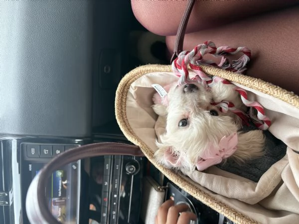 Dolcissima cucciola di Maltese  prezzo vantaggioso  | Foto 0