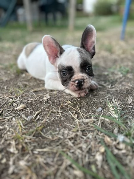 Cucciolo Bulldog francese