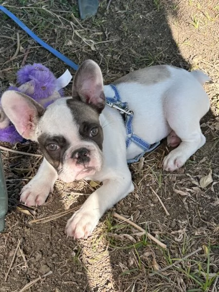Cucciolo Bulldog francese | Foto 5