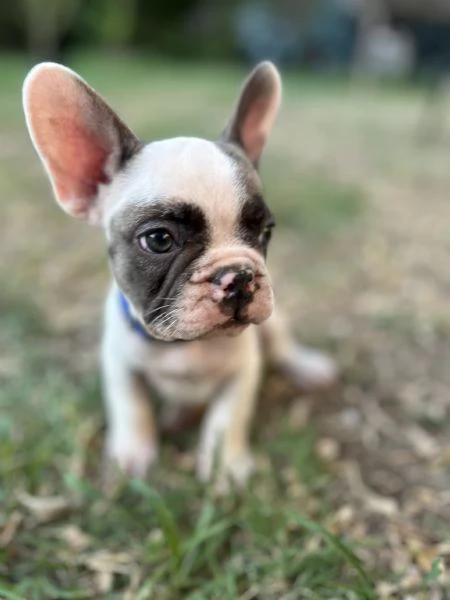 Cucciolo Bulldog francese | Foto 4