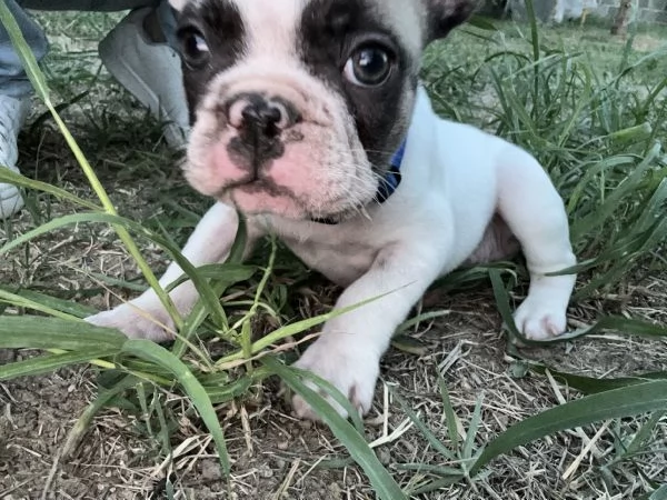 Cucciolo Bulldog francese | Foto 3