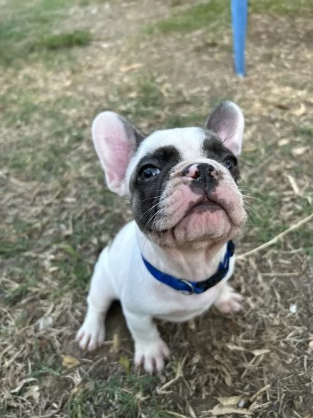 Cucciolo Bulldog francese | Foto 2