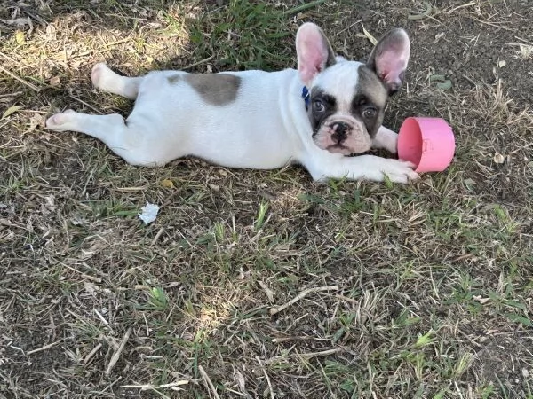 Cucciolo Bulldog francese | Foto 1
