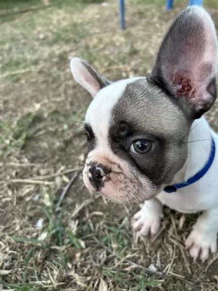 Cucciolo Bulldog francese | Foto 0