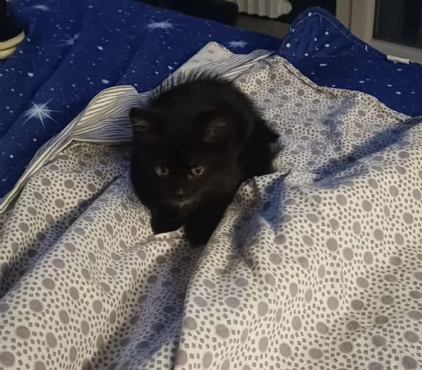 gattina