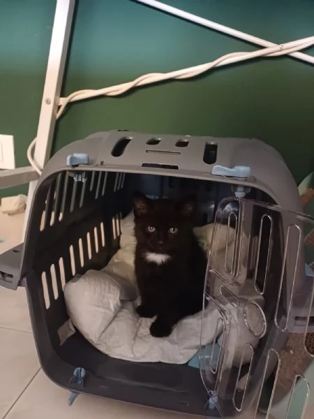 gattina | Foto 4