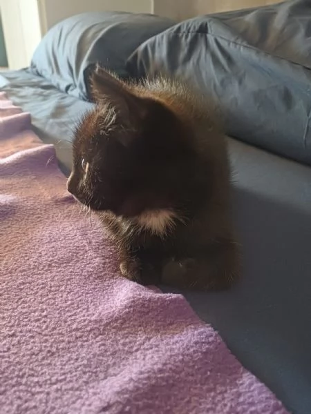 gattina | Foto 3