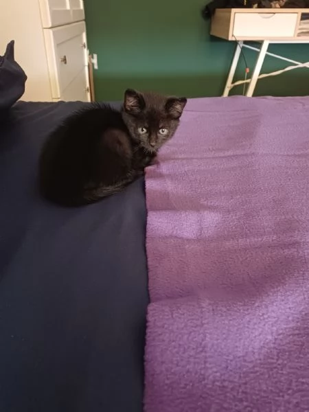 gattina | Foto 2