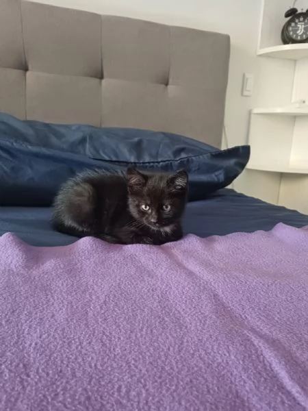 gattina | Foto 1