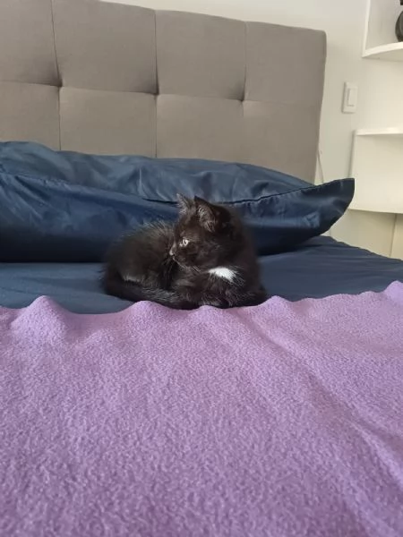 gattina | Foto 0
