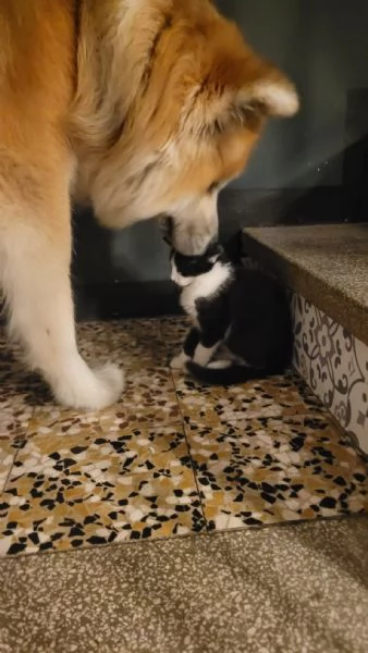 akita inu regalo