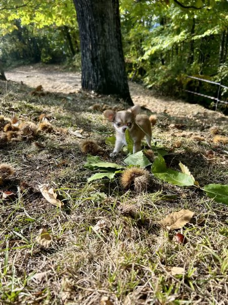 Meravigliosa cucciola di chihuahua | Foto 4