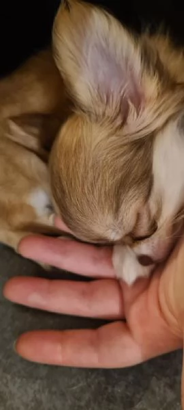 Meravigliosa cucciola di chihuahua | Foto 0