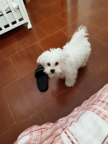 Maltese 