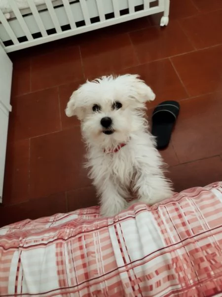 Maltese  | Foto 0