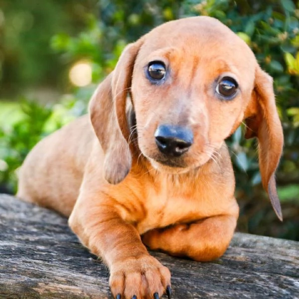Adotta e trova una nuova casa per un cucciolo di bassotto