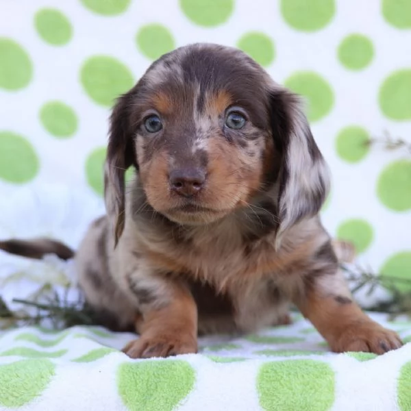  Hershey Sono un Bassotto maschio 