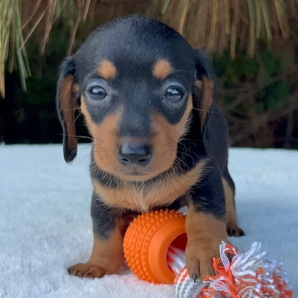 Adotta e trova una nuova casa per un cucciolo di bassotto