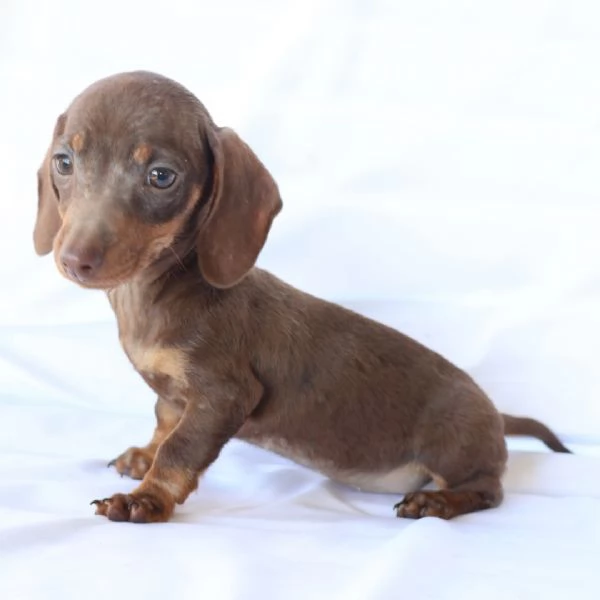 Cucciolo di bassotto