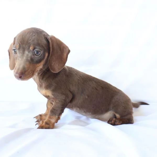 Cucciolo di bassotto | Foto 1