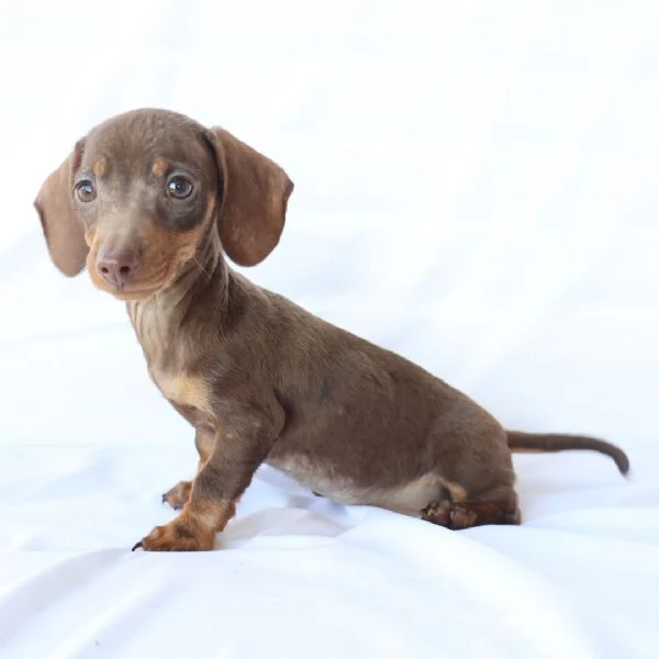 Cucciolo di bassotto | Foto 0