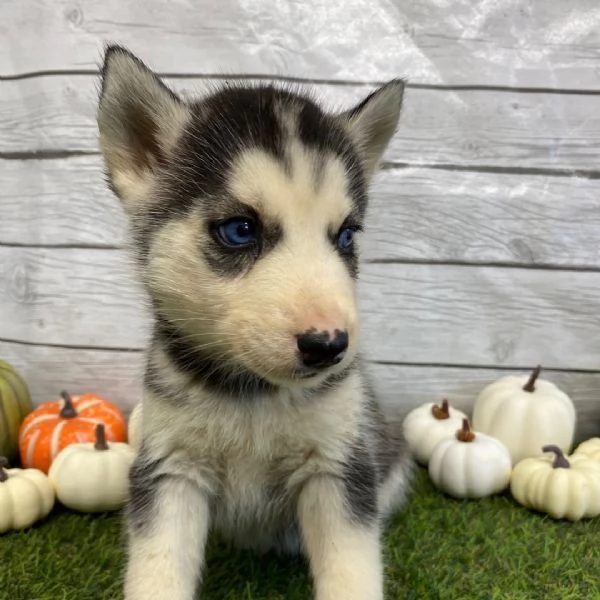 Siberian Husky maschio 