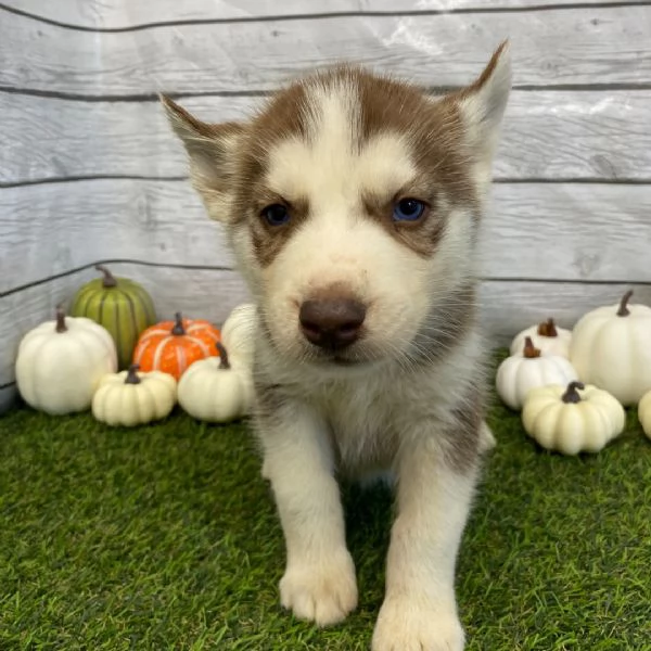 Adorabile bassotto maschio di 10 settimane in cerca di adozione