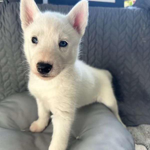 un Siberian Husky maschio  | Foto 0
