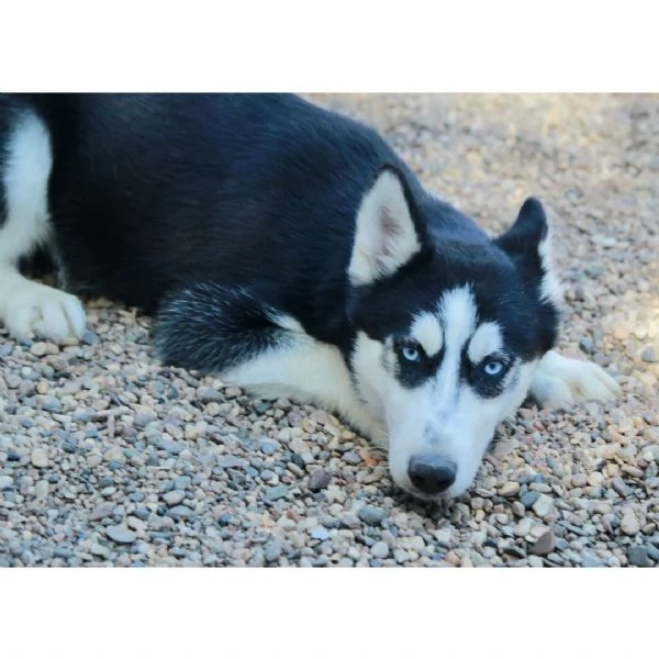 Una femmina di Siberian Husky 