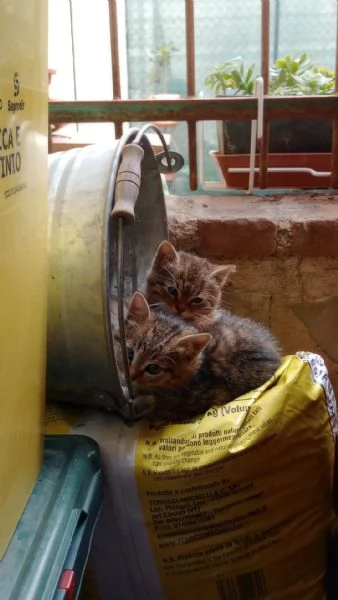 Due cuccioli di gattini tigrati da prendere insieme 