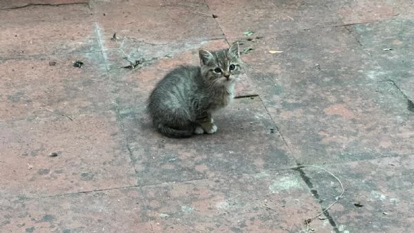 Due cuccioli di gattini tigrati da prendere insieme  | Foto 0