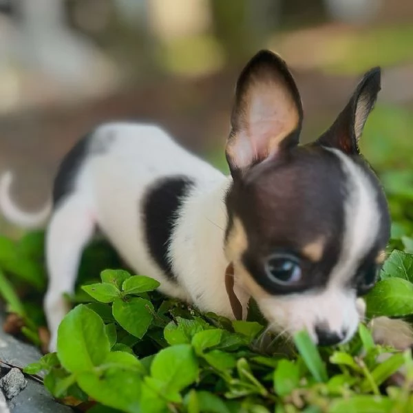 Oscar Sono un Chihuahua maschio 
