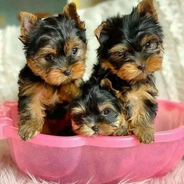 Cuccioli di Yorkshire registrati per adozione | Foto 2