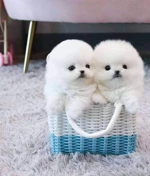 Cuccioli di volpino pomeranian  registrati per adozione | Foto 0