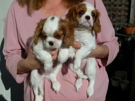 cavalier king cuccioli  | Foto 2