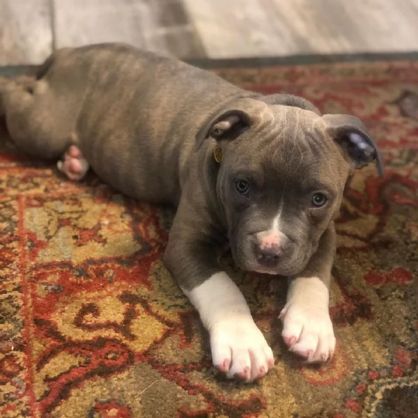  cucciolo di amstaff | Foto 2